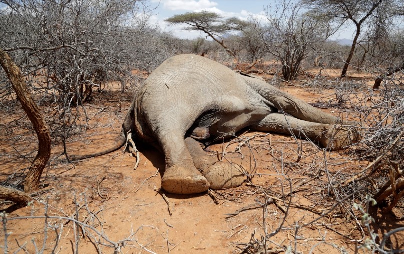 کینیا کے جنگلی حیات کے تحفظ میں خشک سالی سے سینکڑوں جانور ہلاک