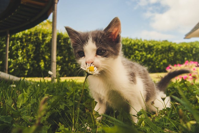 Cats can also give you a friendly environment:بلیاں بھی دے سکتی ہیں آپ کو دوستانہ ماحول