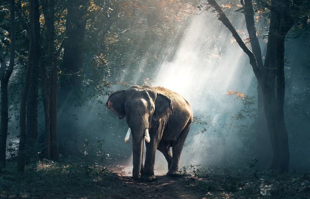 Two killed in elephant attack in West Bengal:مغربی بنگال میں ہاتھیوں کے حملے میں دو افراد ہلاک