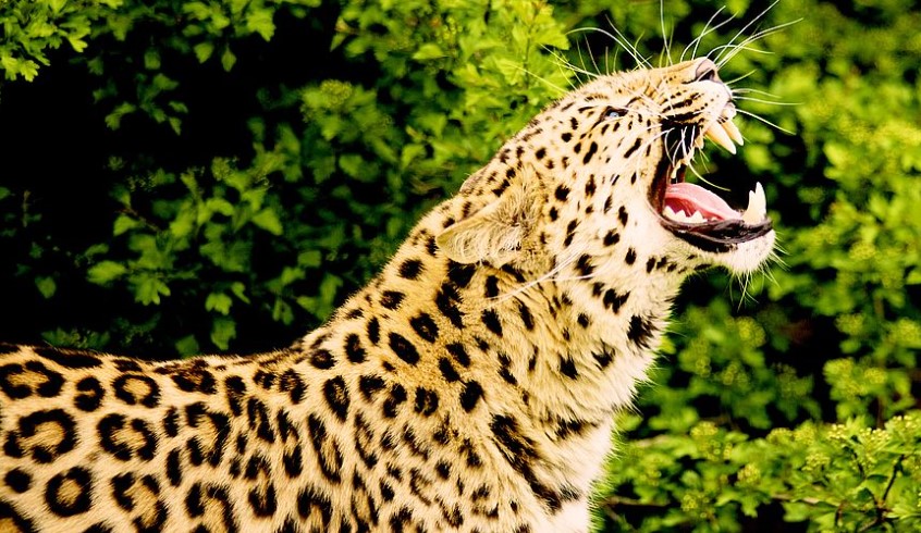Another child became a leopard’s morsel in Jharkhand, killed 4 children in 20 days:جھارکھنڈ میں ایک اور بچہ تیندوے کا  بنا لقمہ ، 20 دنوں میں 4 بچے ہلاک