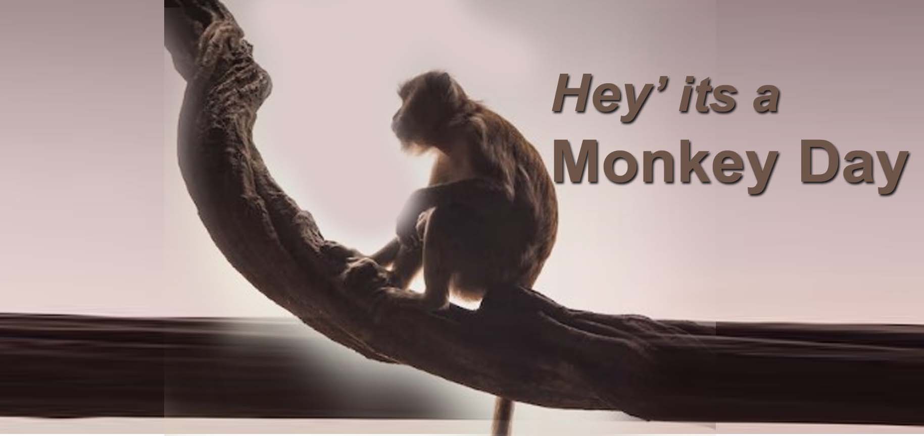 Monkeys also have days,International Monkey Day:بندروں  کے بھی دن آتے ہیں