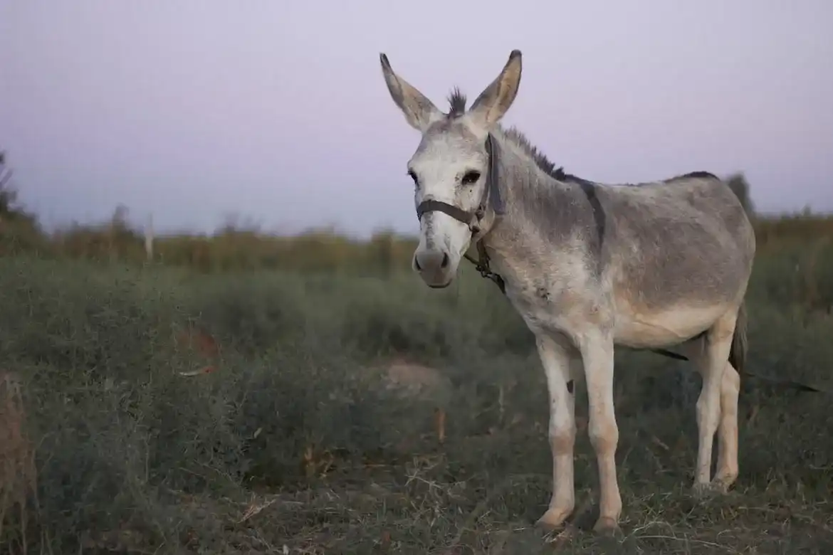 Number of donkeys in India: بھارت میں گدھوں کی تعداد میں کمی کی کیا ہے وجہ ؟