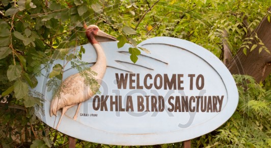 A nest of rare birds, Okhla Bird Sanctuary: نایاب پرندوں کا بسیرا , اوکھلا برڈ سینکچری