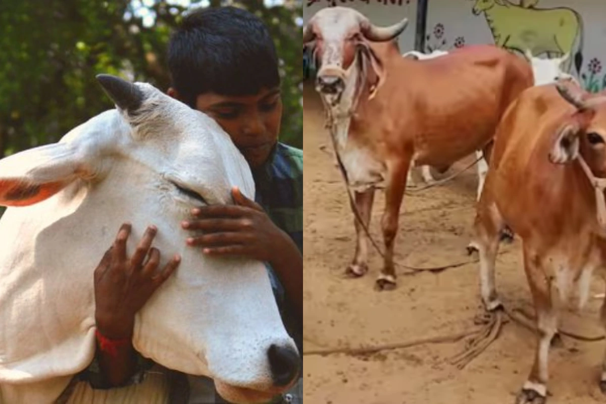 Cow Hug Day Or Valentine’s Day: حکومت نے 14 فروری کو ویلنٹائن ڈے کو ’Cow Hug Day‘ منانے کی اپیل واپس لے لی