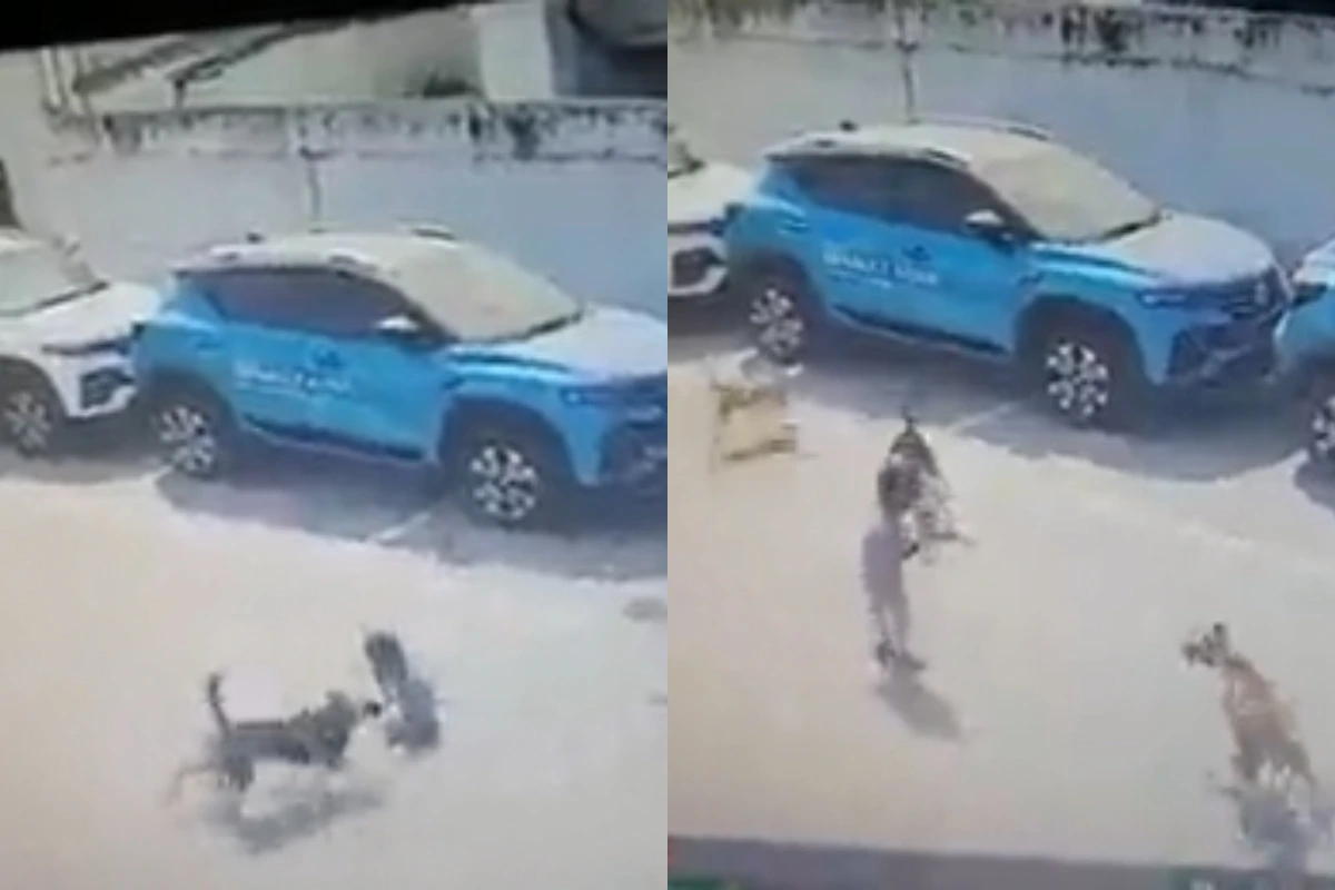 Hyderabad: پانچ سالہ بچے کو 3 کتوں نے سڑک پر گھسیٹا-نوچا، دردناک موت، ویڈیو منظر عام پر