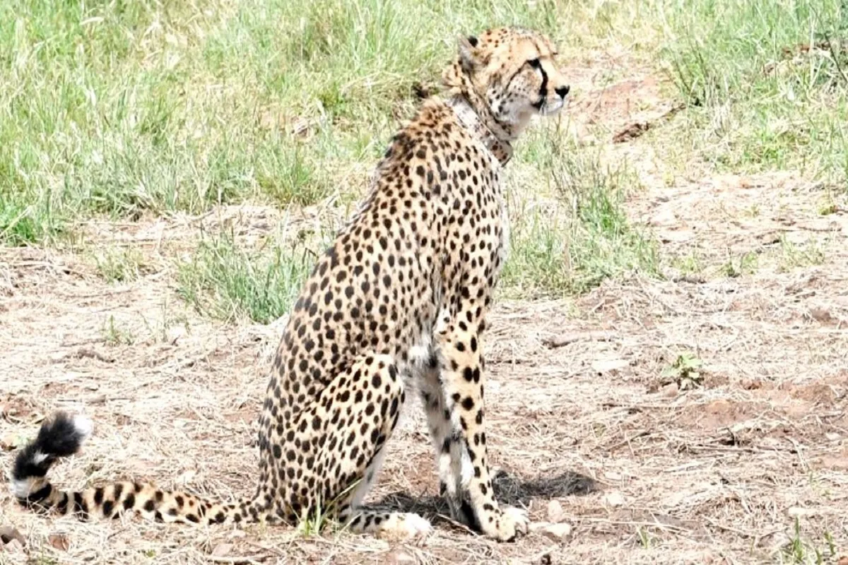 Namibian Cheetah Sasha Died: کونو میں نمیبیا سے لائی گئی مادہ چیتا کی موت، ‘ساشا’ کے گردے میں تھا انفیکشن