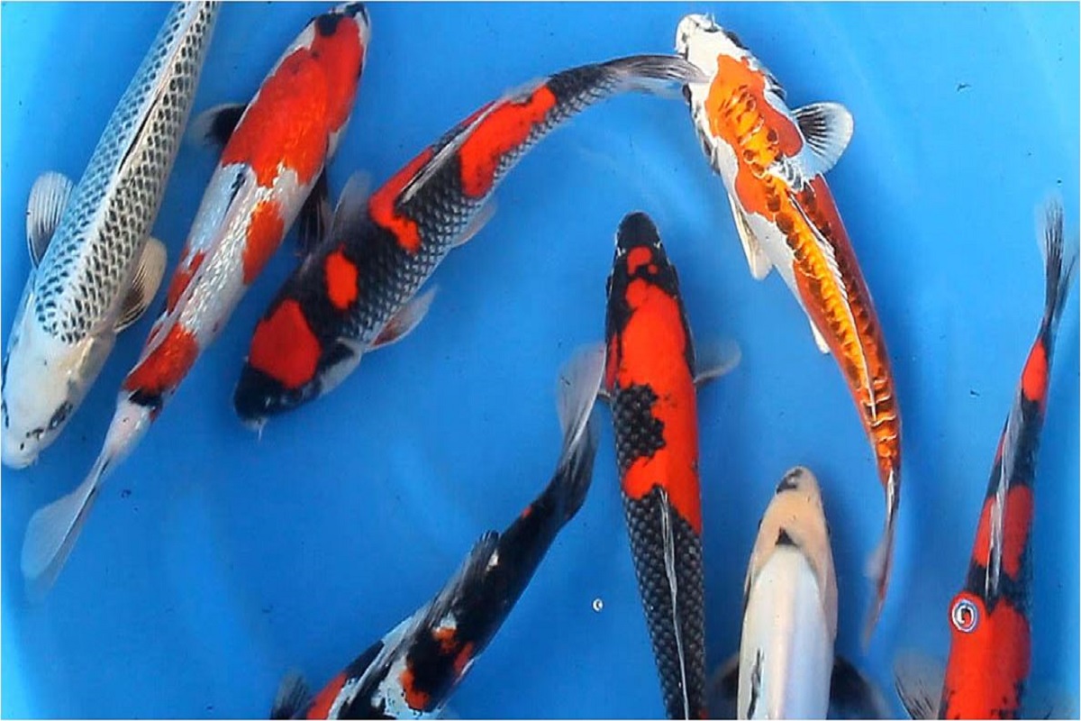 Japanese koi fish: جاپانی “کوئی” مچھلی کی فارمنگ کے لیے موزوں جگہ ہے منی پور