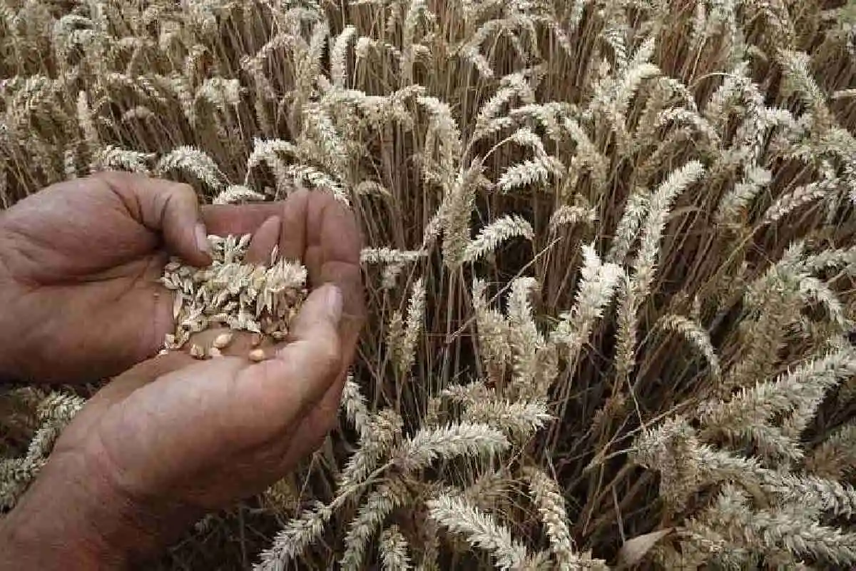 Bangladesh, India can cooperate in research, development of millet :’بنگلہ دیش، بھارت جوار کی تحقیق’ اور ترقی میں تعاون کر سکتے ہیں‘