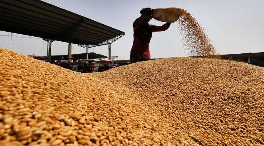 India’s wheat output: ملک کی مجموعی گندم کی پیداوار حکومت کے موجودہ سال کے لیے مقرر کردہ 112 ملین ٹن کے ہدف سے تجاوز کر گئی