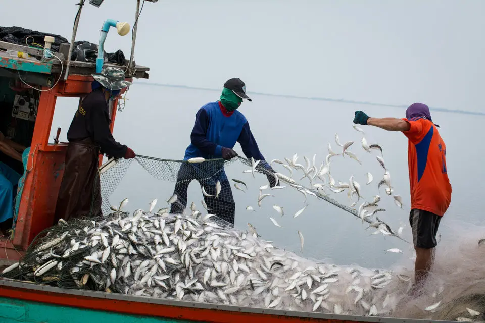 Fish production reached records 162.48 lakh tons: قریب 22 فیصد مچھلی کی پیداوار میں اضافے کے ساتھ پچھلے 75 برسوں میں اس شعبے میں کافی تبدیلی آئی ہے:پروشتم روپالا