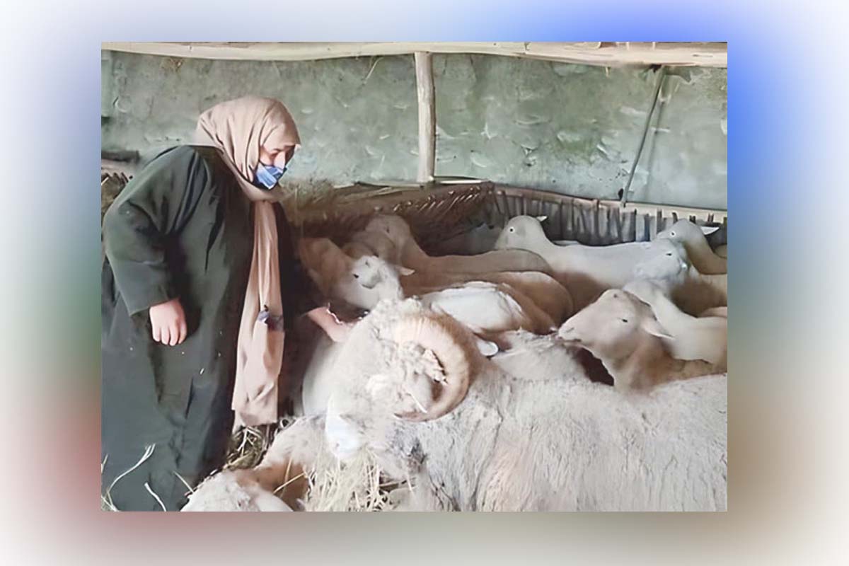 Watrina village of North Kashmir: شمالی کشمیر کی خاتون کسان بھیڑوں کی کھیتی میں سب سے آگے ہیں