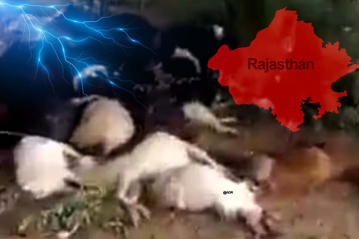 Jaisalmer Lightning: راجستھان کے جیسلمیر میں آسمانی بجلی گرنے سے30 بھیڑیں اور 56 بکریاں ہلاک