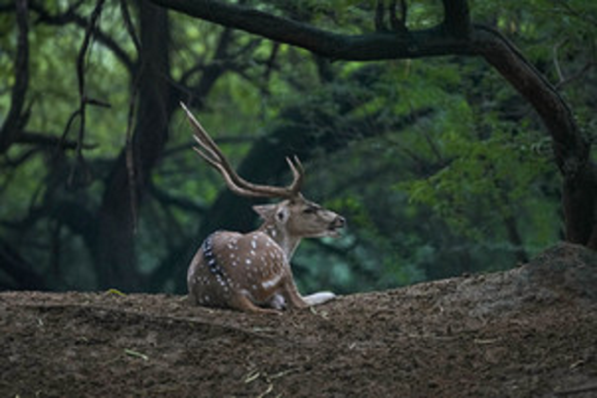 Delhi’s Deer Park: دہلی کا ڈیئر پارک ‘منی چڑیا گھر’ کی شناخت ختم، ہرن کو کیا جائے گا منتقل