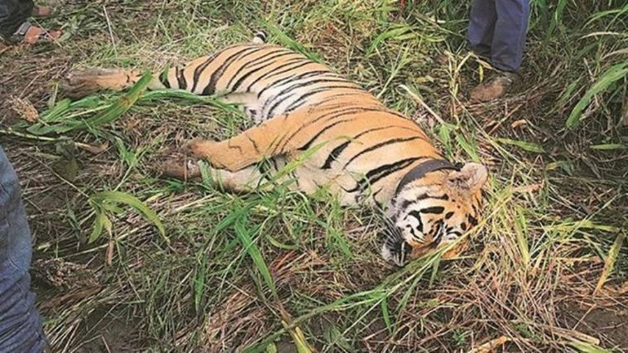 Tremendous increase in tiger deaths in UK forests: اتراکھنڈ کے جنگلات میں شیروں کی اموات میں بے تحاشہ اضافہ، جانئے حتمی تعداد