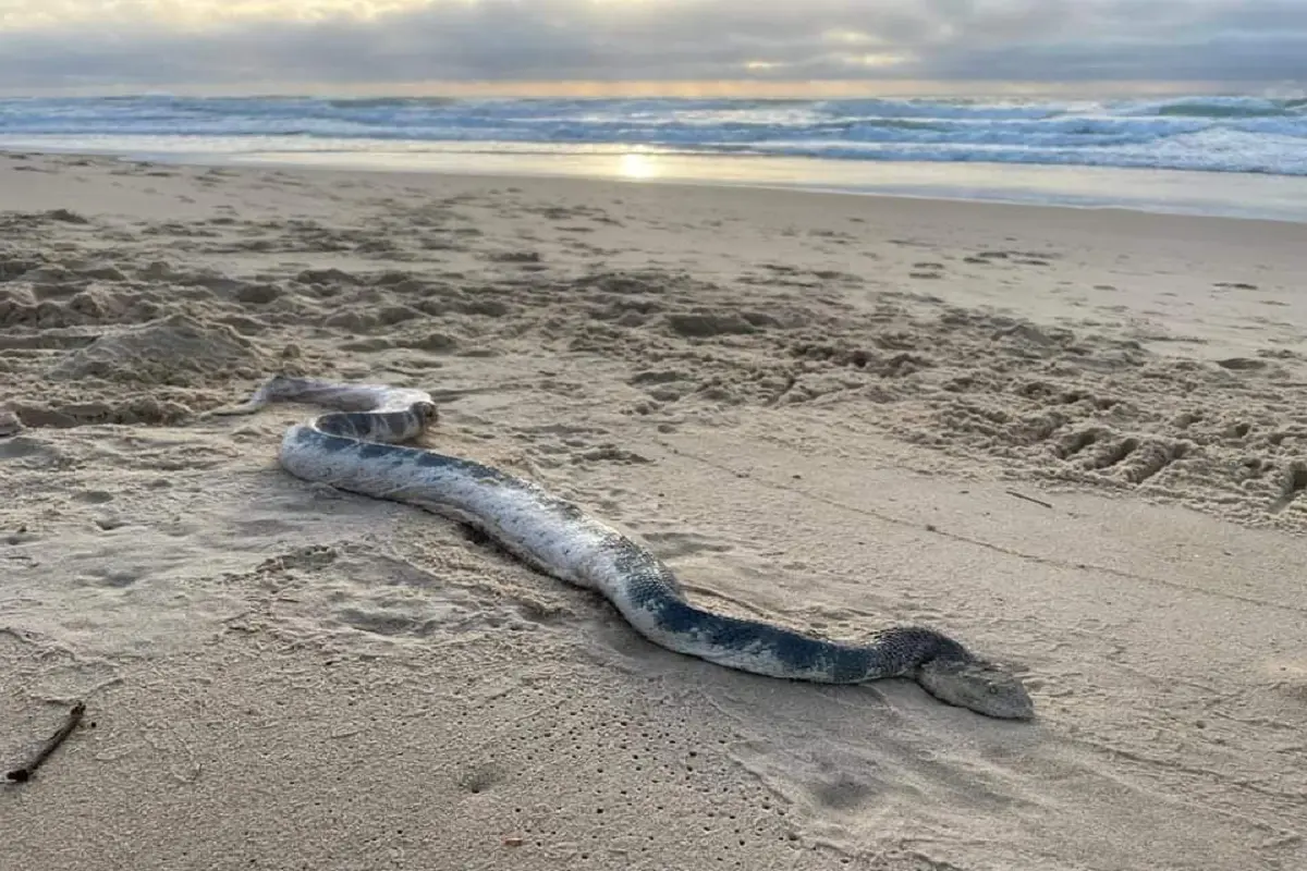 Big Sea Snake On Sunshine Beach!: سمندری ساحل پر انتہائی زہریلے اور بڑے سانپ کو دیکھ کر لوگ ہوئے حیران، جاری کیا گیا یہ انتباہ