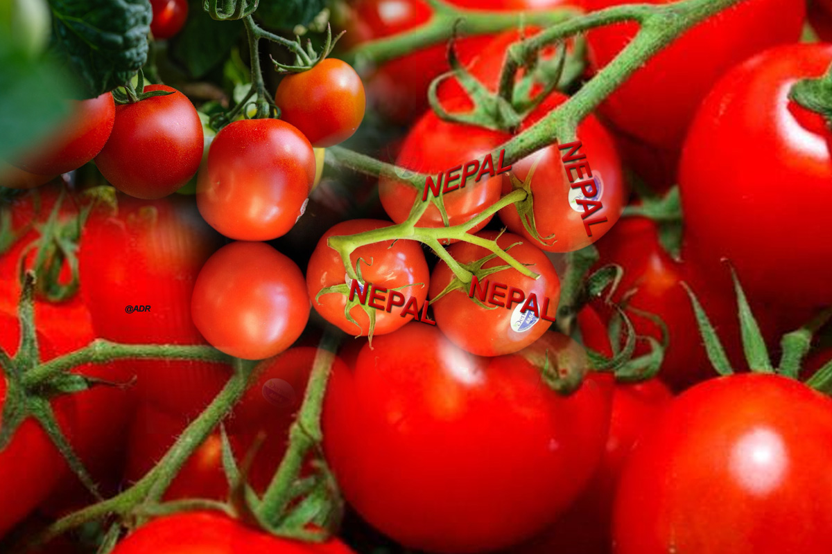 Tomatoes will be sold tomorrow in UP at Rs 50 per kg:  نیپال سے درآمد ہونے والے پانچ ٹن ٹماٹر راستے میں، یوپی میں 50 روپے فی کلو فروخت ہوں گے ٹماٹر