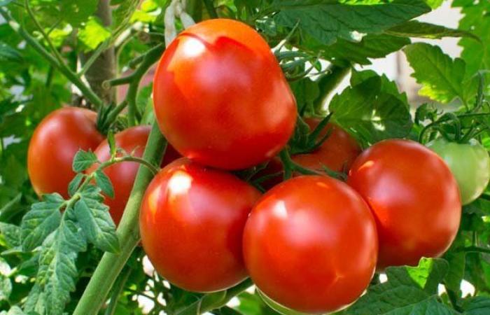 Tomato Price: مہنگائی سے آزادی ، 15 اگست سے ٹماٹر 50 روپے فی کلو فروخت کرنے کا فیصلہ کیا
