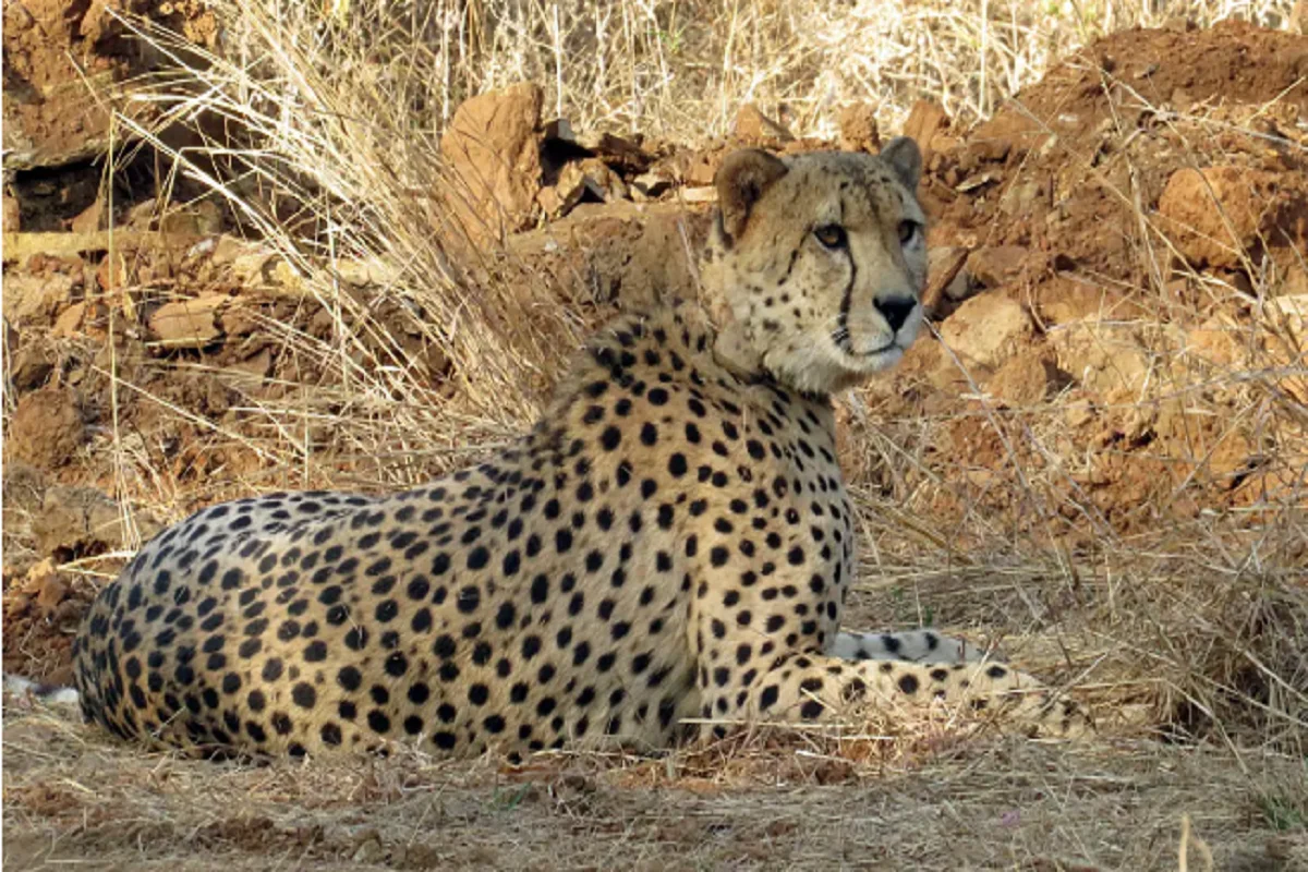 Fur on the skin of the Cheetah brought from South Africa: جنوبی افریقہ سے لائے گئے چیتوں کی جلد پر نکلے فر، بھارت کی تشویش میں اضافہ