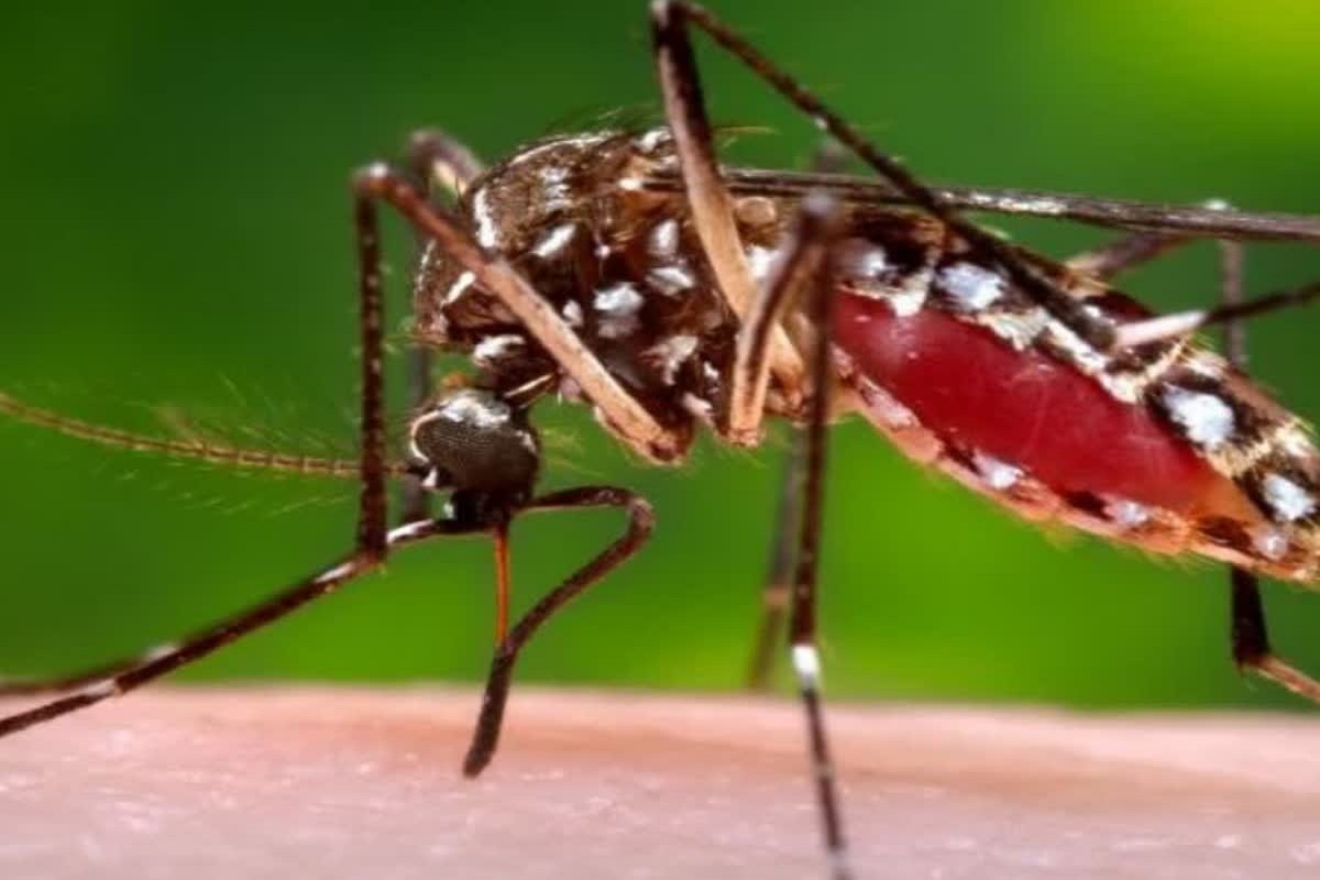Dengue Fever: ڈینگی مچھر دن کے وقت صرف پاؤں میں ہی کیوں کاٹتے ہیں؟ جانئے ماہرین صحت کی منطق