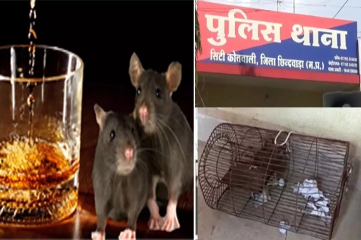 Madhya Pradesh News: تھانے میں چوہوں کی شراب پارٹی! گٹک گئے 60 بوتلیں، اب عدالت میں ہوگی پیشی