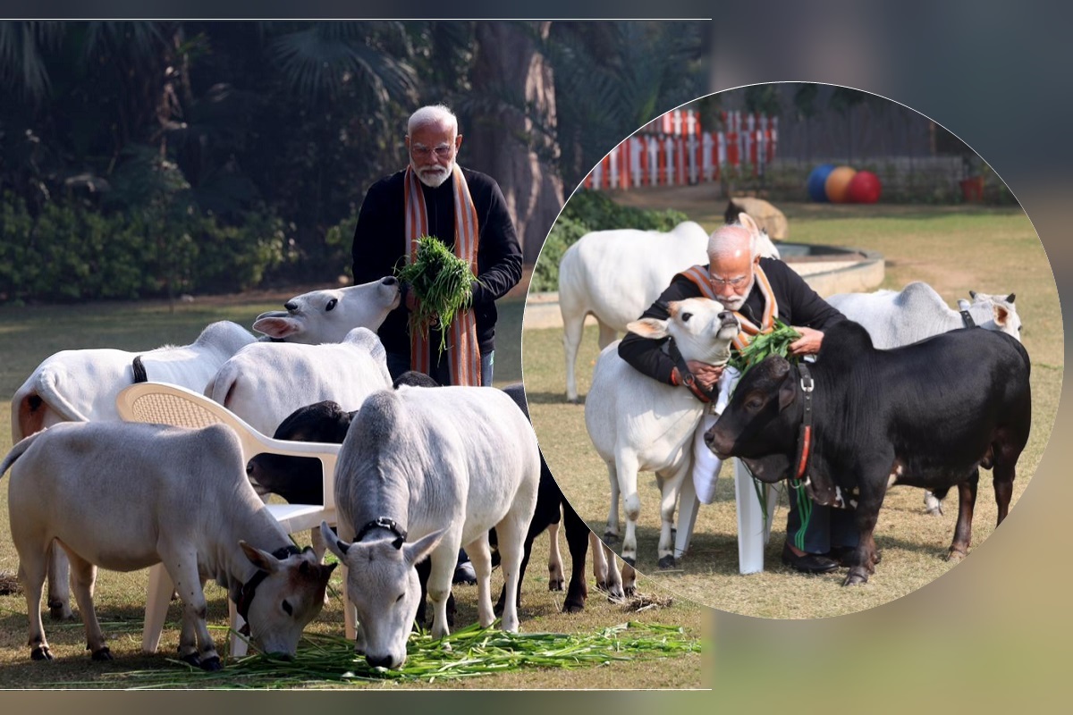 PM Modi Cows: مکر سنکرانتی پر پی ایم مودی نے گایوں کو کھلایا چارہ، دلکش تصاویر منظر عام پر، سوشل میڈیا پر وائرل