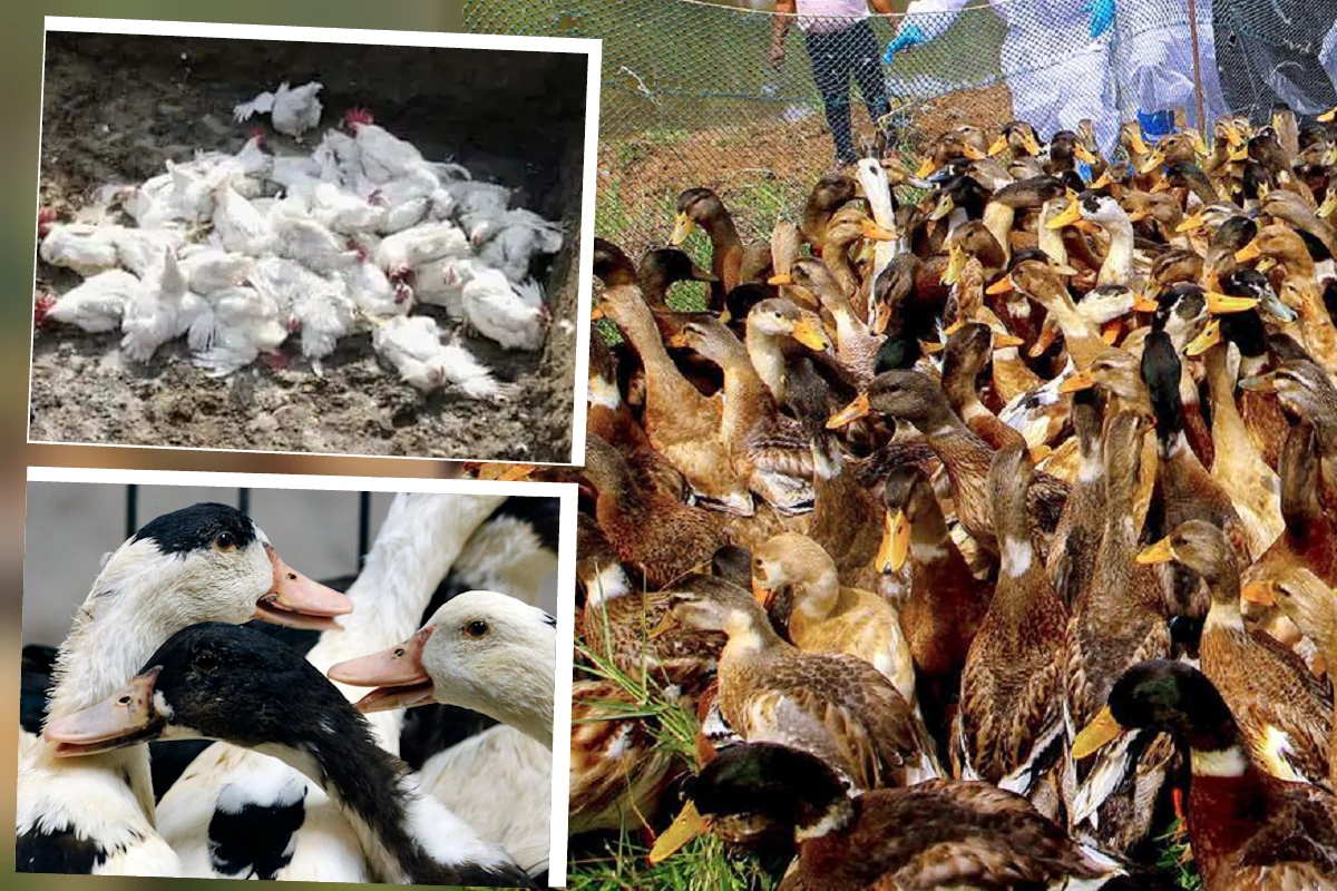 Bird Flu in Kerala: بھارت کی اس ریاست میں 53 ہزار سے زائد مرغیاں اور بطخیں ماری گئیں، مزید 6,777 پرندے مارے جائیں گے، جانئے وجہ