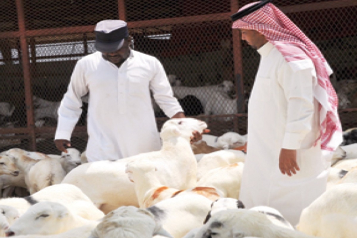 Eid ul-Adha 2024: عیدالاضحیٰ 2024 کے لئے سعودی حکومت کا بڑا منصوبہ، جانوروں کے لئے لگایا گیا خصوصی کیمپ