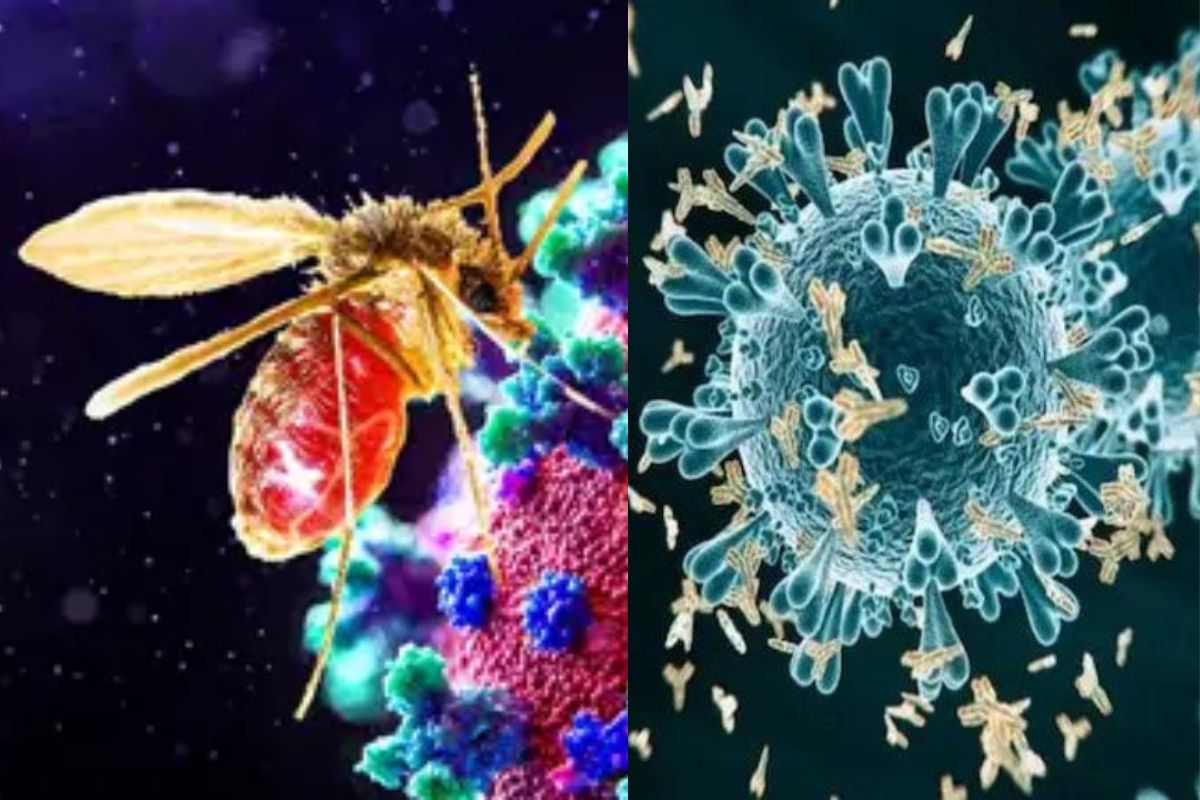 Chandipura Virus: تین ریاستوں میں 15 اموات… جانئے کتنا خطرناک ہے چاندی پورہ وائرس ، کیسے پڑا یہ نام؟