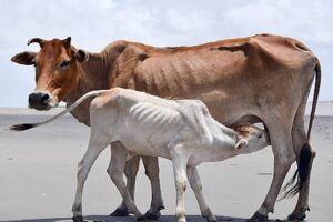 Maharashtra Government declaring Cow as the State Mother: مہاراشٹر نے گائے کو مادر ریاست قراردیا، اسمبلی الیکشن کے اعلان سے پہلے حکومت نے جاری کیا بڑا حکم