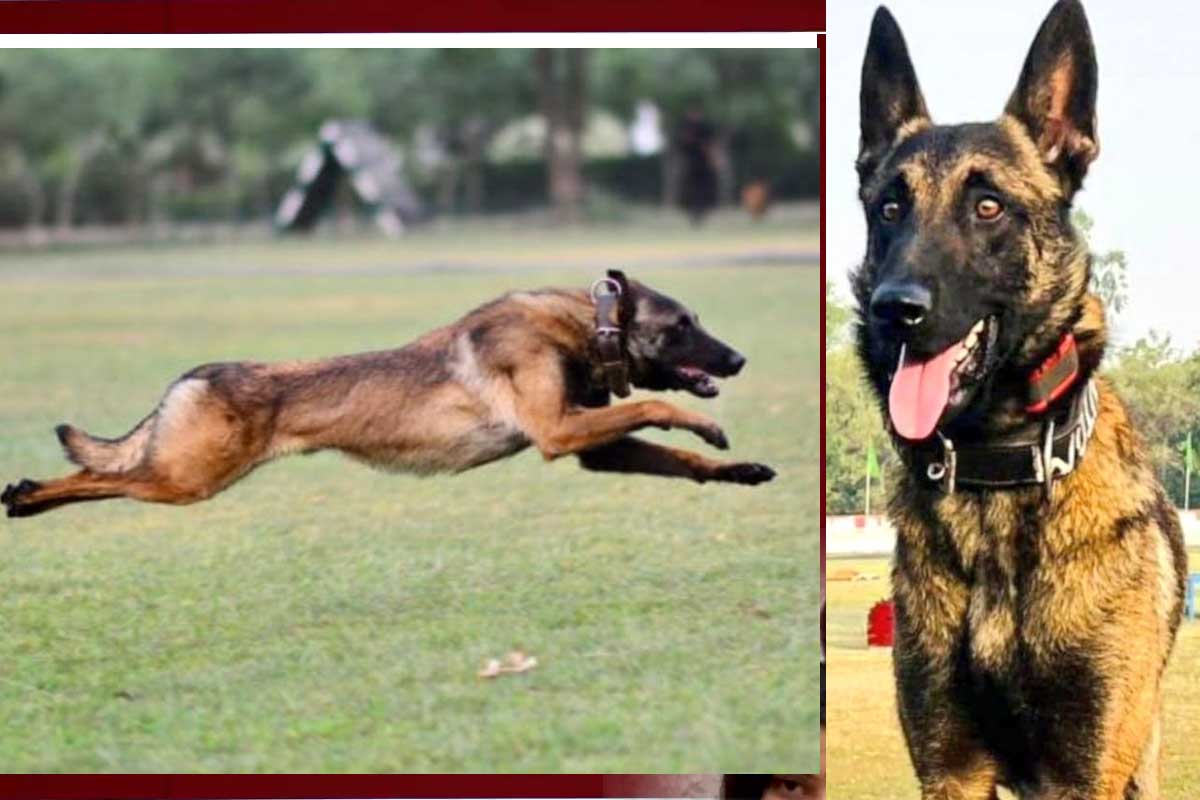 Indian Army Dog Phantom Gallantry Award: بھارتی فوج کا ‘فینٹم’ دہشت گردوں سے لڑتے ہوئے شہید، اب ملے گا گیلٹری ایوارڈ